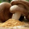 poudre de shiitake bienfaits